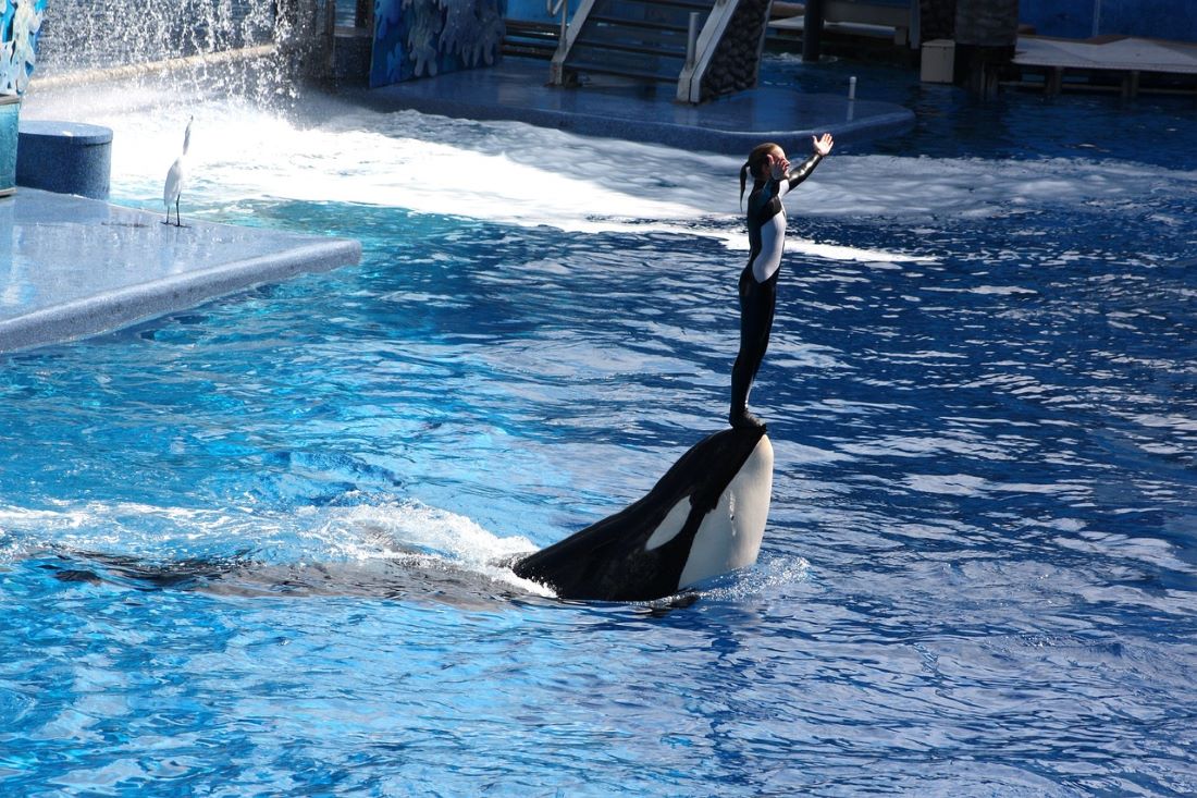 Orka