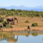 Afrika