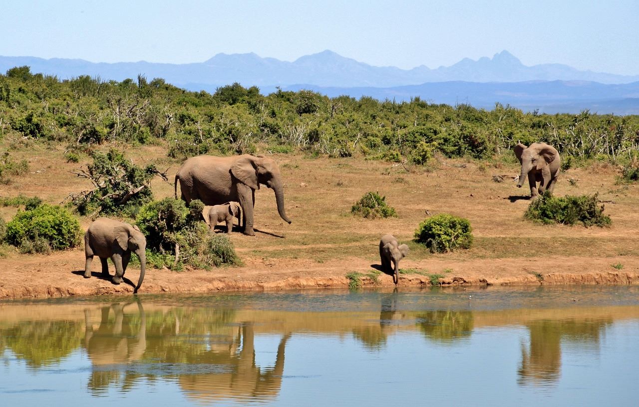 Afrika